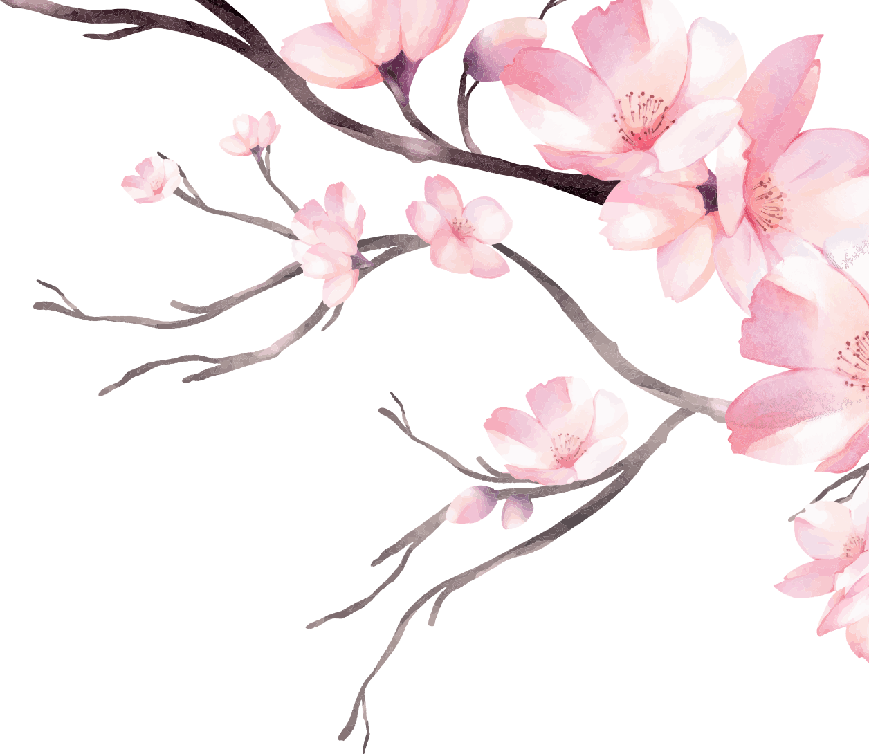 Magnolias For Ever Magnolias For Ever